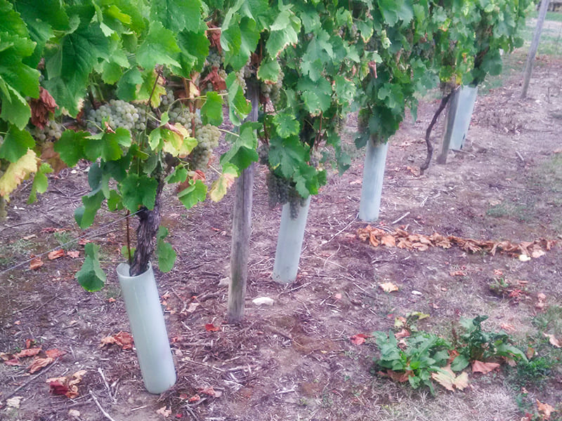 Tubex EscaWrap umwickelt den Stamm von Weinreben