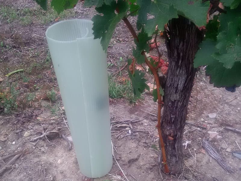 Tubex EscaWrap vor der Umwickelung um den Stamm