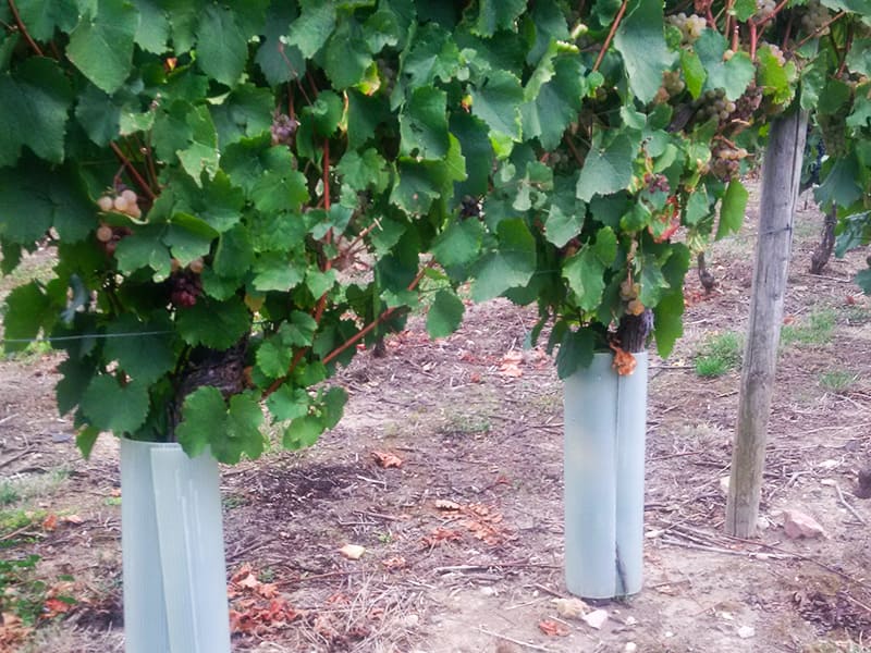 EscaWrap umwickelt Stämme von Weinreben