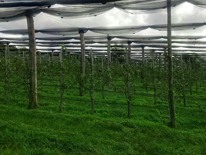 Robinienholzpfähle tragen ein Hagelschutznetz über jungen Apfelbäumen