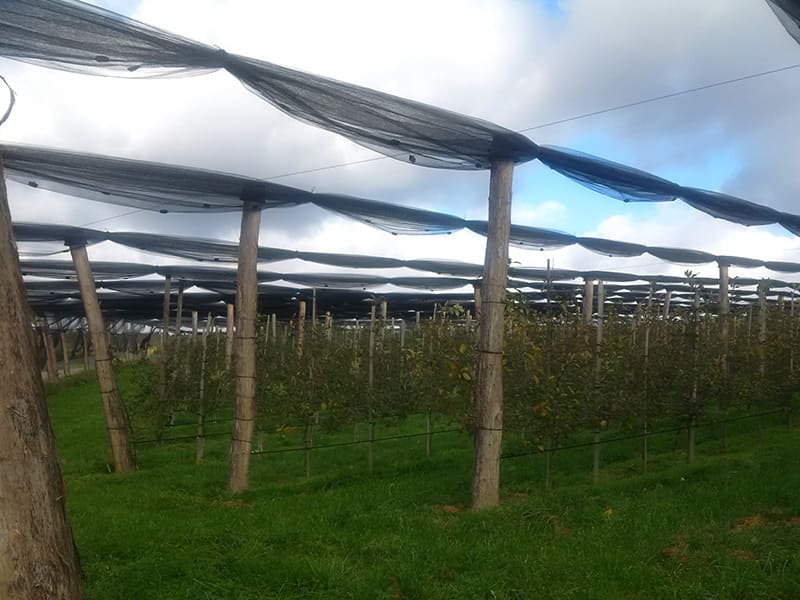 Obstplantage mit Baumreihen, die von Holzpfosten und schwarzen Netzen überspannt sind.