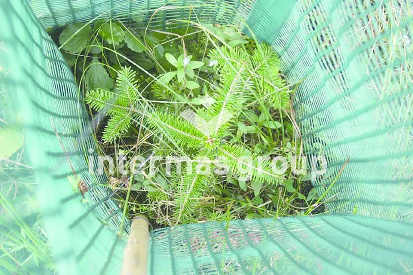 Das Shelter von Intermas schützt eine kleine Tanne