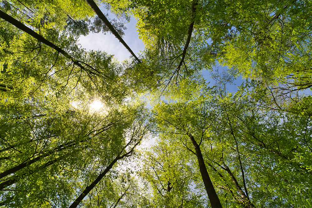 Blick nach oben auf hohe Bäume mit grünem Laub und Sonnenlicht, das durch die Baumkronen scheint.