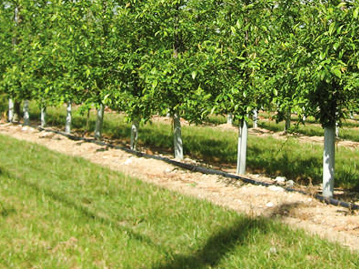 Tubex Schutzhüllen Bäume