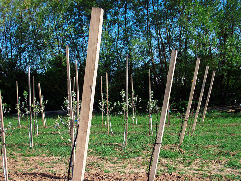 Robinienholzpfähle auf einer jungen Apfelbaumplantage, seitlich aufgenommen