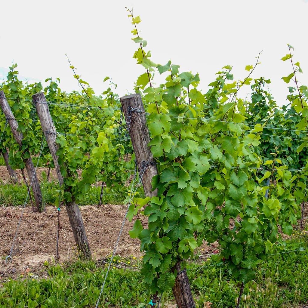 Robinienholzpfähle im Einsatz in einem Weinbaugebiet