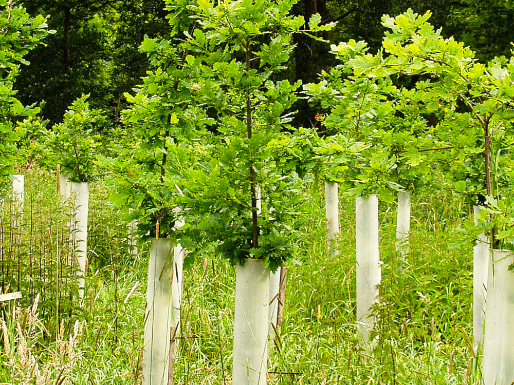 Wuchs- und Schutzhüllen im Einsatz bei jungen Trieben auf einer Waldllichtung