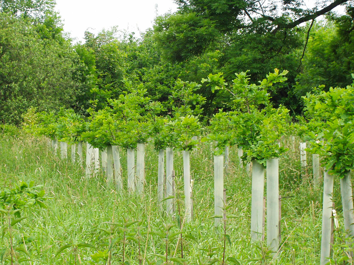 tubex ventex im Einsatz auf einer Lichtung