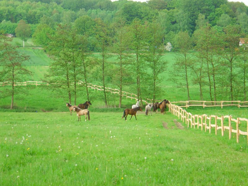 Eine Gruppe Pferde steht etwas weiter entfernt an einem Weidezaun