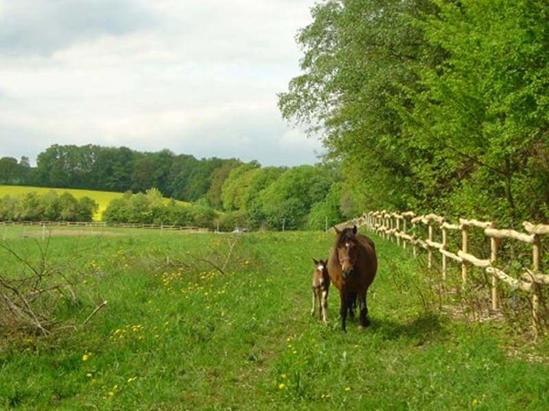 Ein Weidezaun aus Robinienholz steht an einer Pferdekoppel, direkt am Zaun stehen ein Pferd und ein Pfohlen