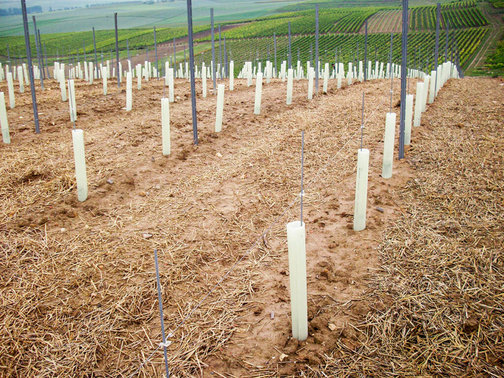 Tubex Rebschutzrohre angebracht an sehr jungen Reben