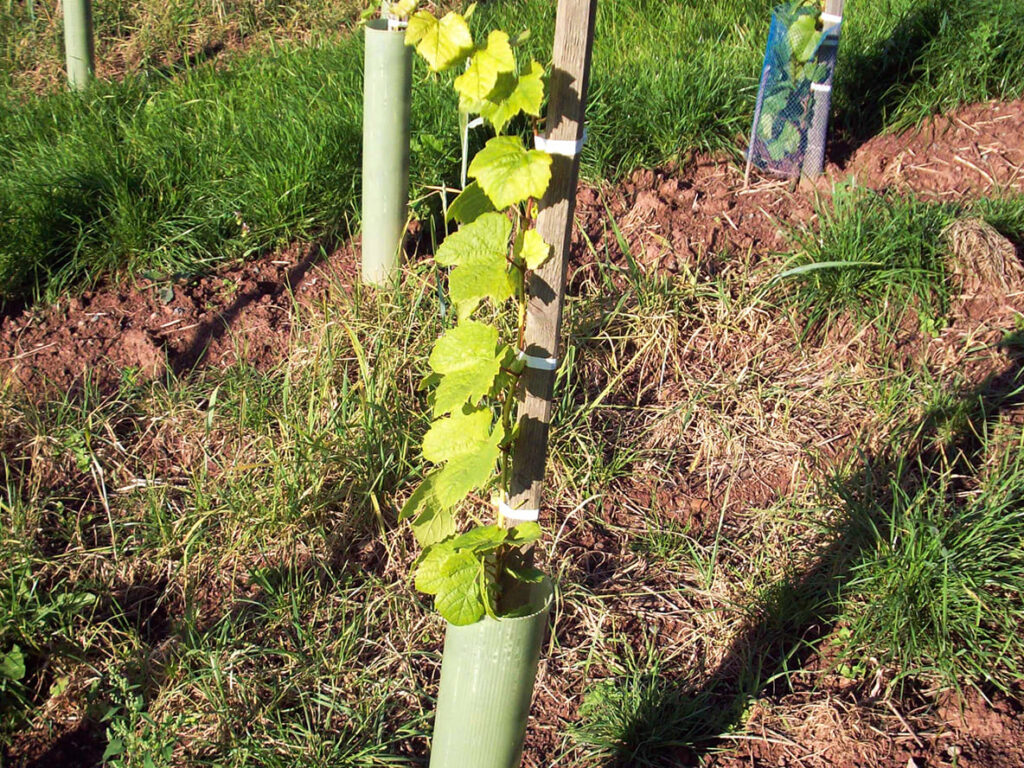 Einzelne Rebschutzrohren