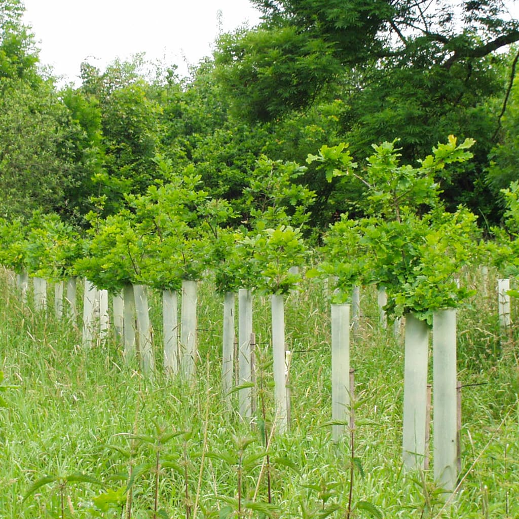 Tubex Schutzhüllen im Einsatz bei jungen Bäumen an einem Waldrand